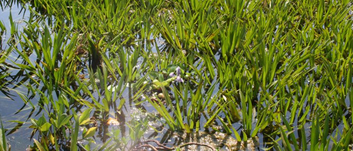 Stratiotes aloydes
